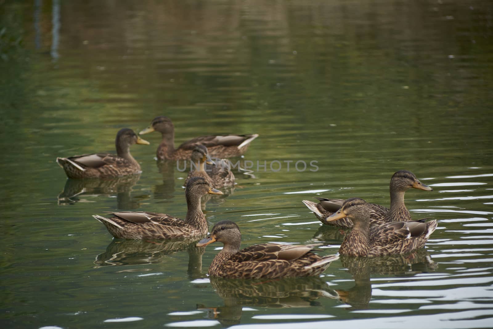 Flock of ducks swimming in the lake by raul_ruiz