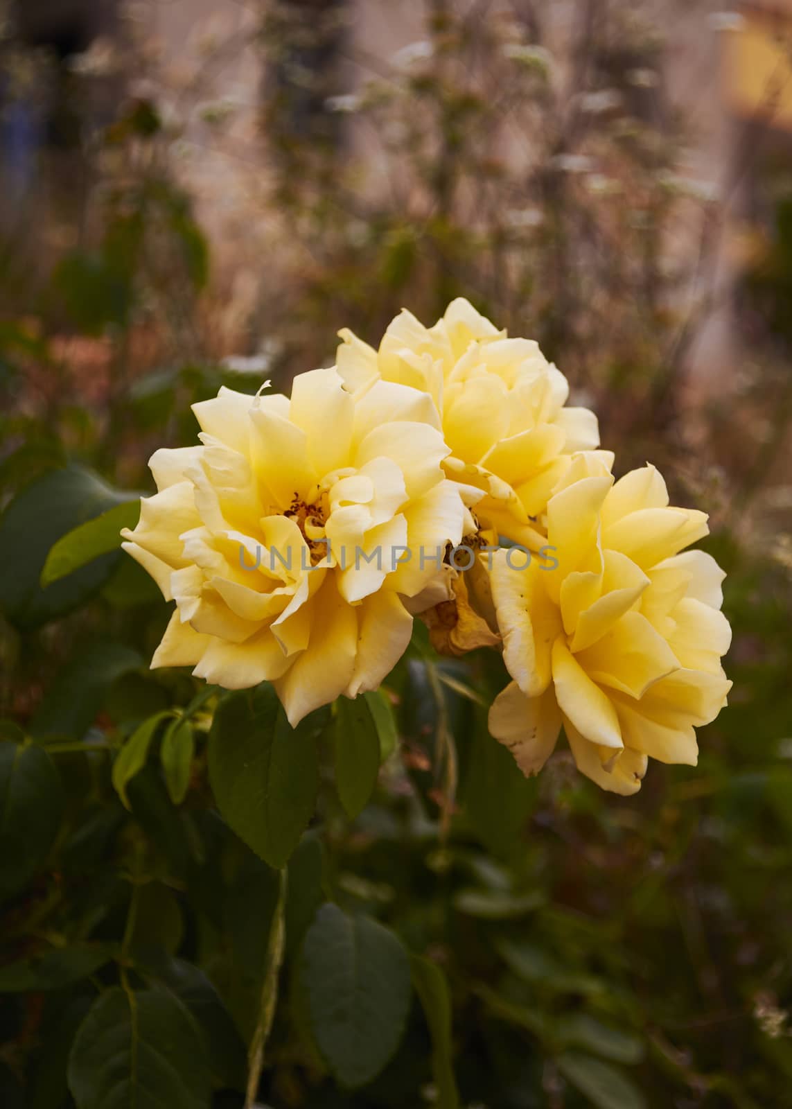 Yellow roses in the field, macro photography, spring, details