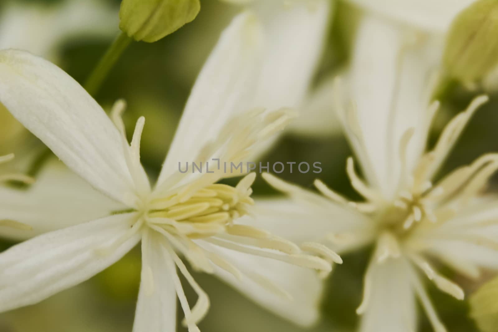 Set of small white flowers in the field, macro photography, details