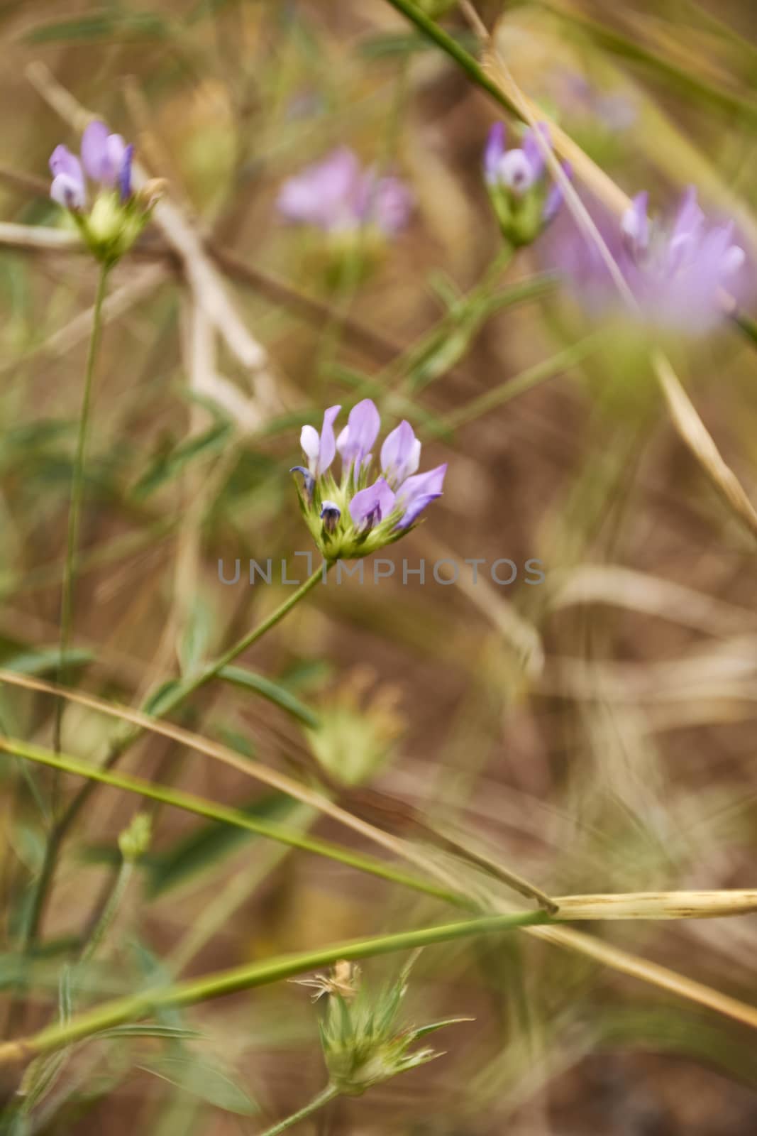 Small violet flower in the field, macro photography, details