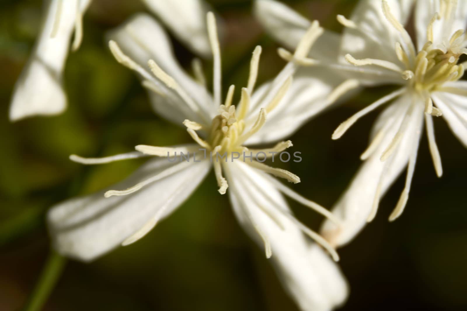 Set of small white flowers in the field by raul_ruiz