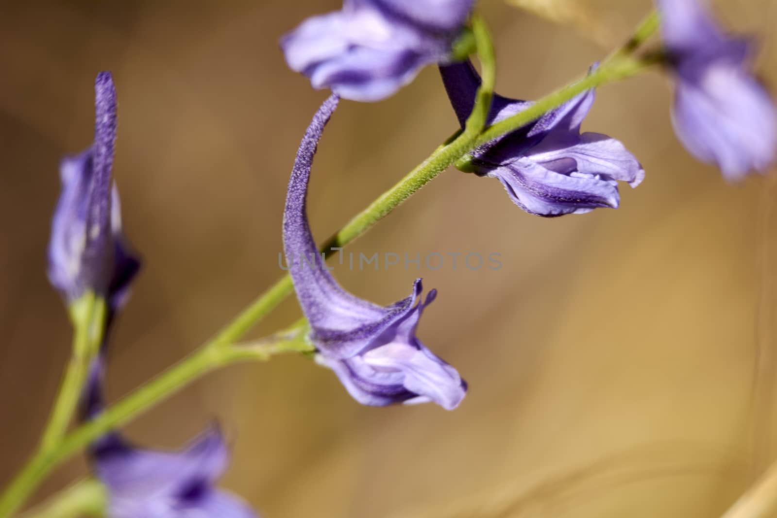 Set of small violet flowers by raul_ruiz