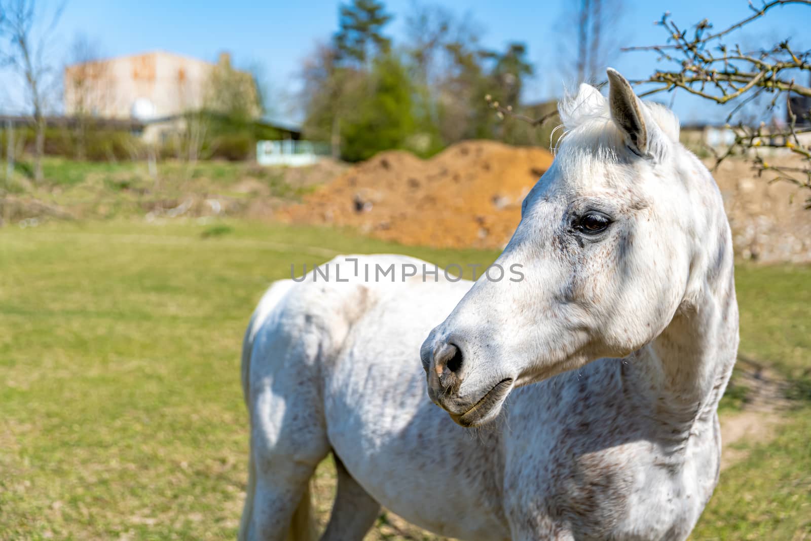 white horse on pasture on farm in nature.
