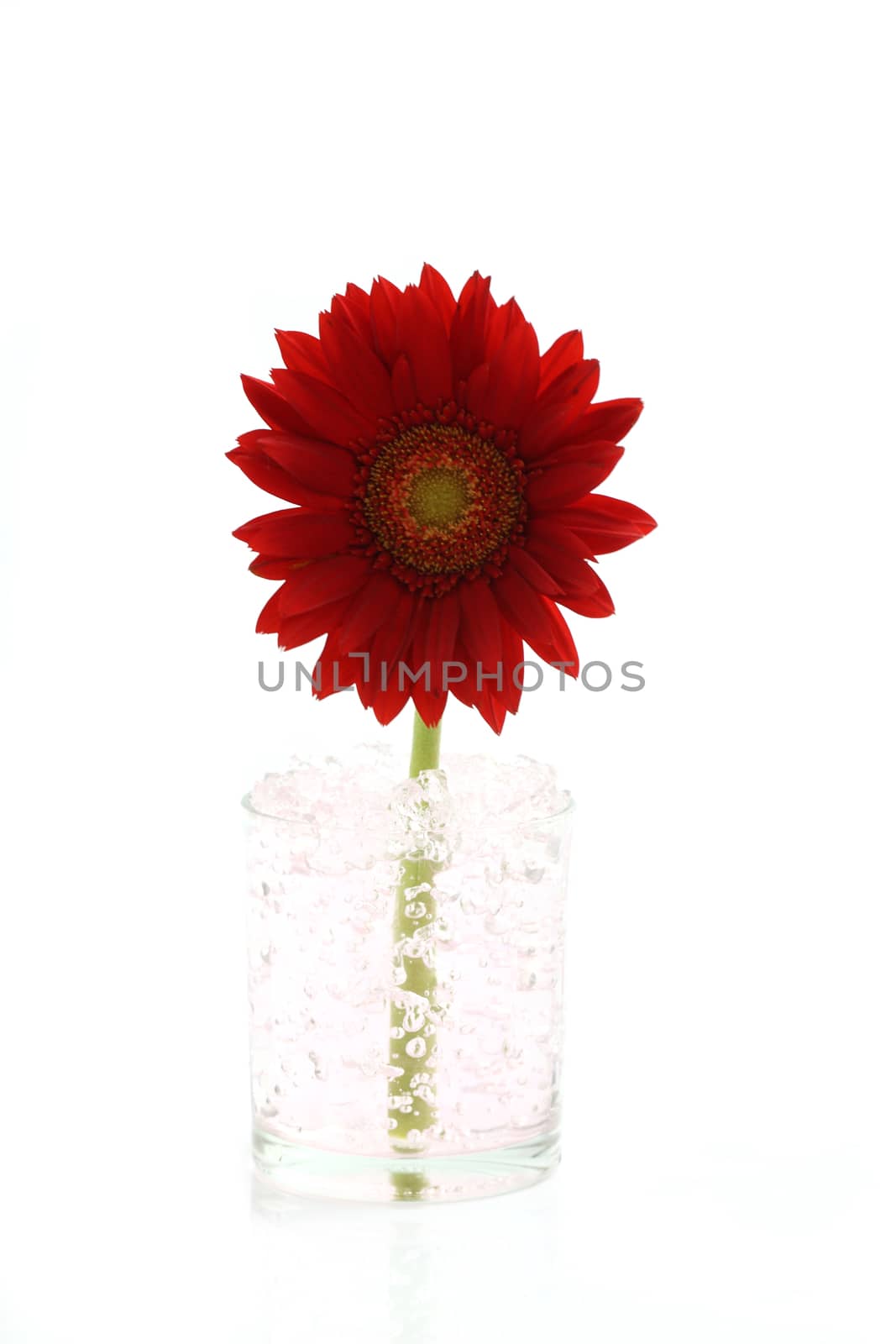Red flower isolated in white background by piyato