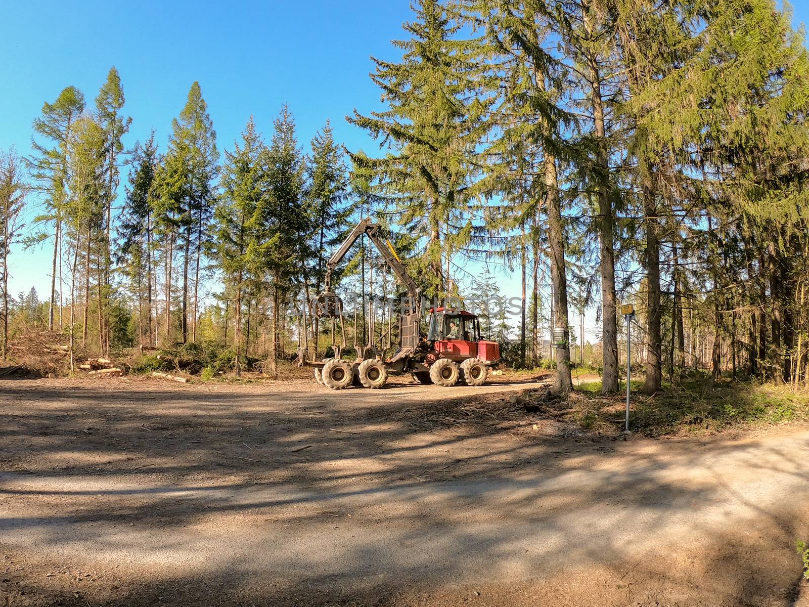 woodworking in the forest. cleaning fallen trees after a strong wind. heavy technique working in the forest. forest industry