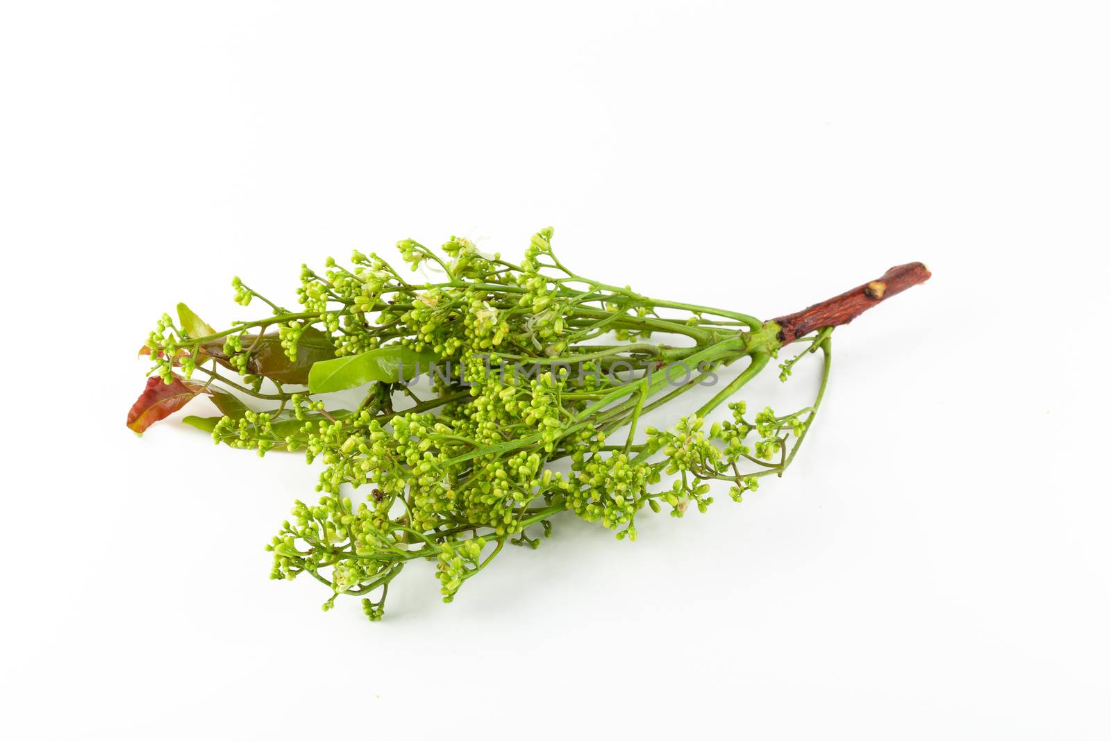 Siamese neem tree, Nim, Margosa isolated on white background.