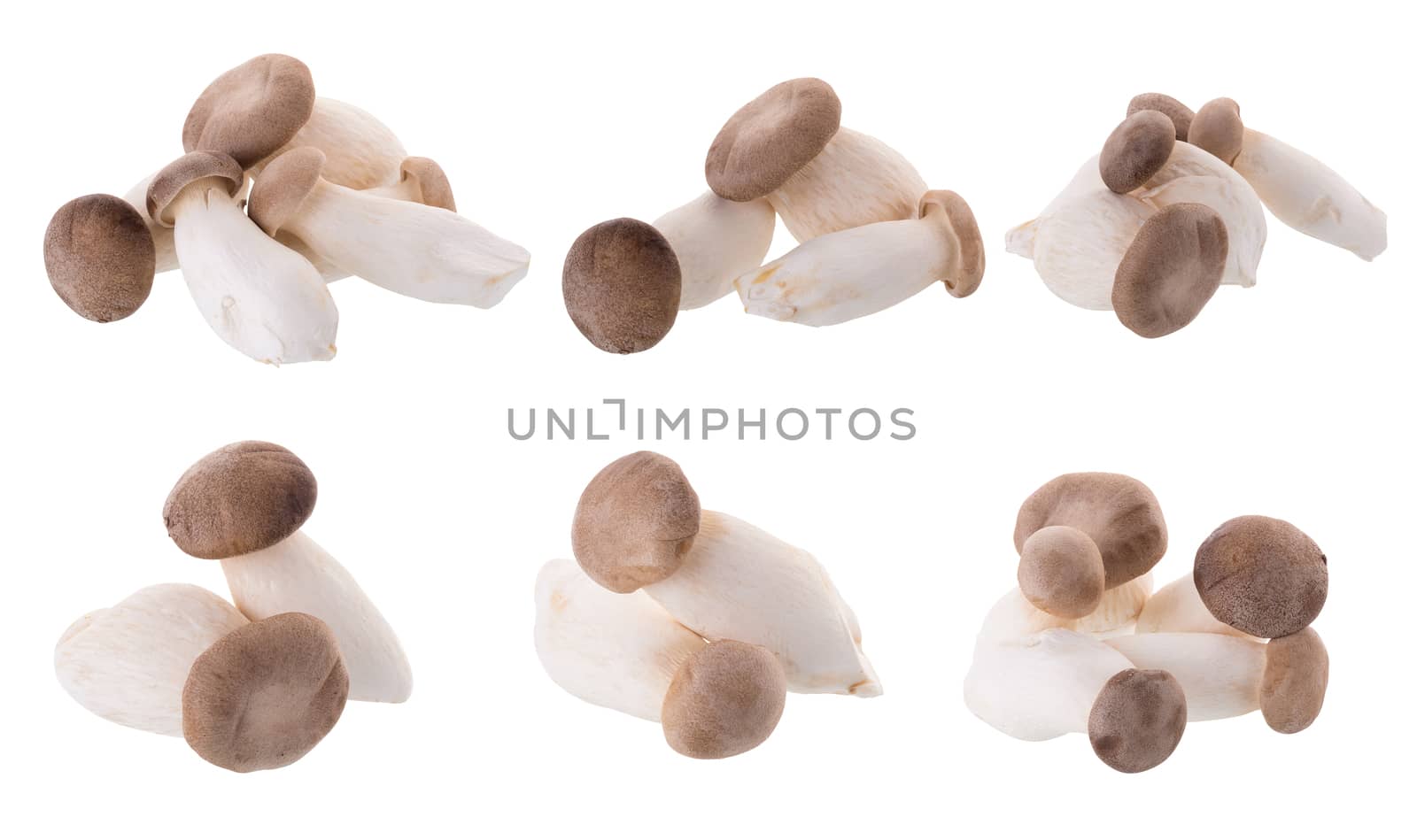 fresh origin mushroom on a white background.