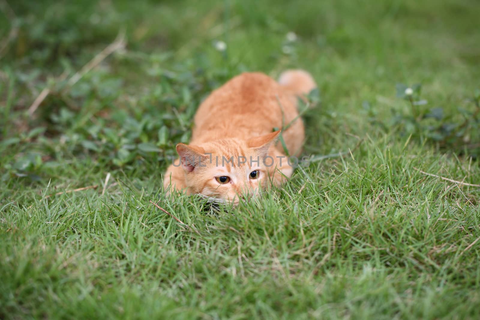 Cat on grass background by piyato