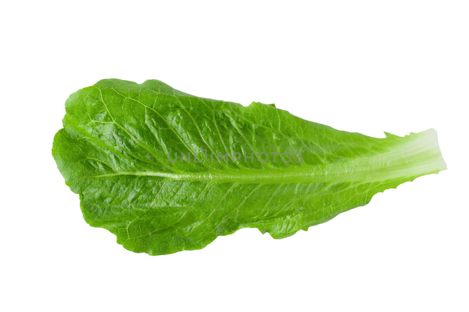 Cos Lettuce Isolated on a White Background.