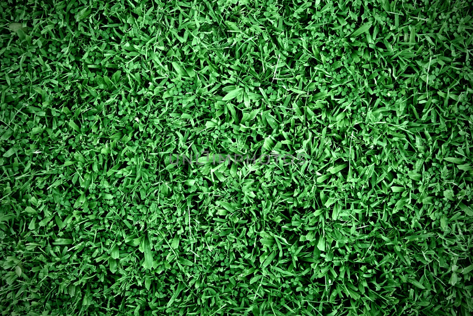 Grass by piyato