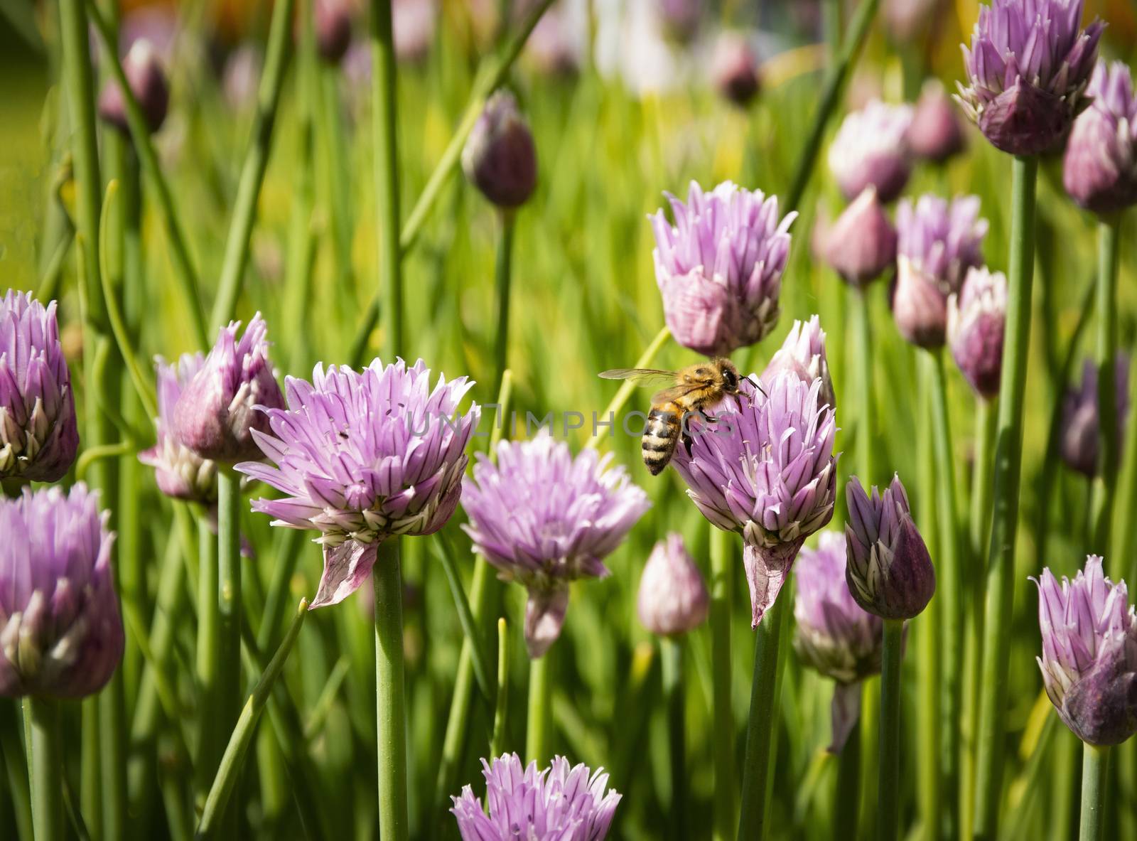 nature seasonal byckground bee on chive flowers