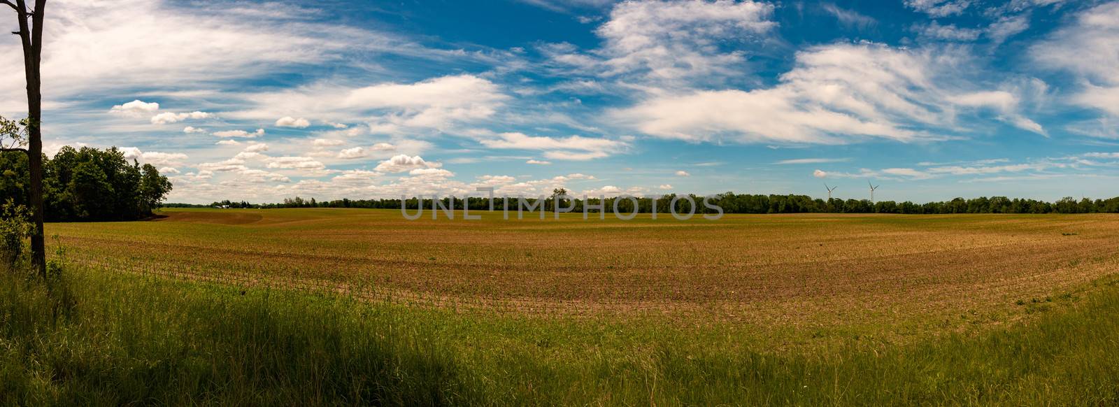 Idyllic rural view of pretty farmland and healthy livestock, in the beautiful surroundings of southern Ontario