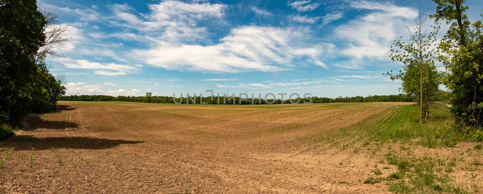 Idyllic rural view of pretty farmland and healthy livestock, in the beautiful surroundings of southern Ontario. by mynewturtle1
