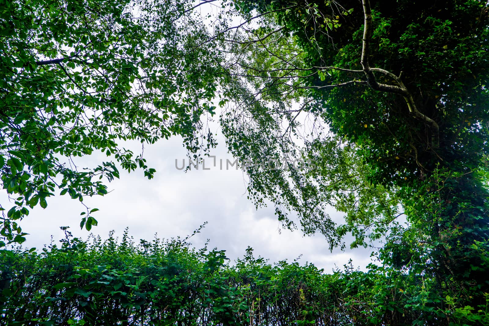 leaves and branches with a cloudy sky in background by paddythegolfer