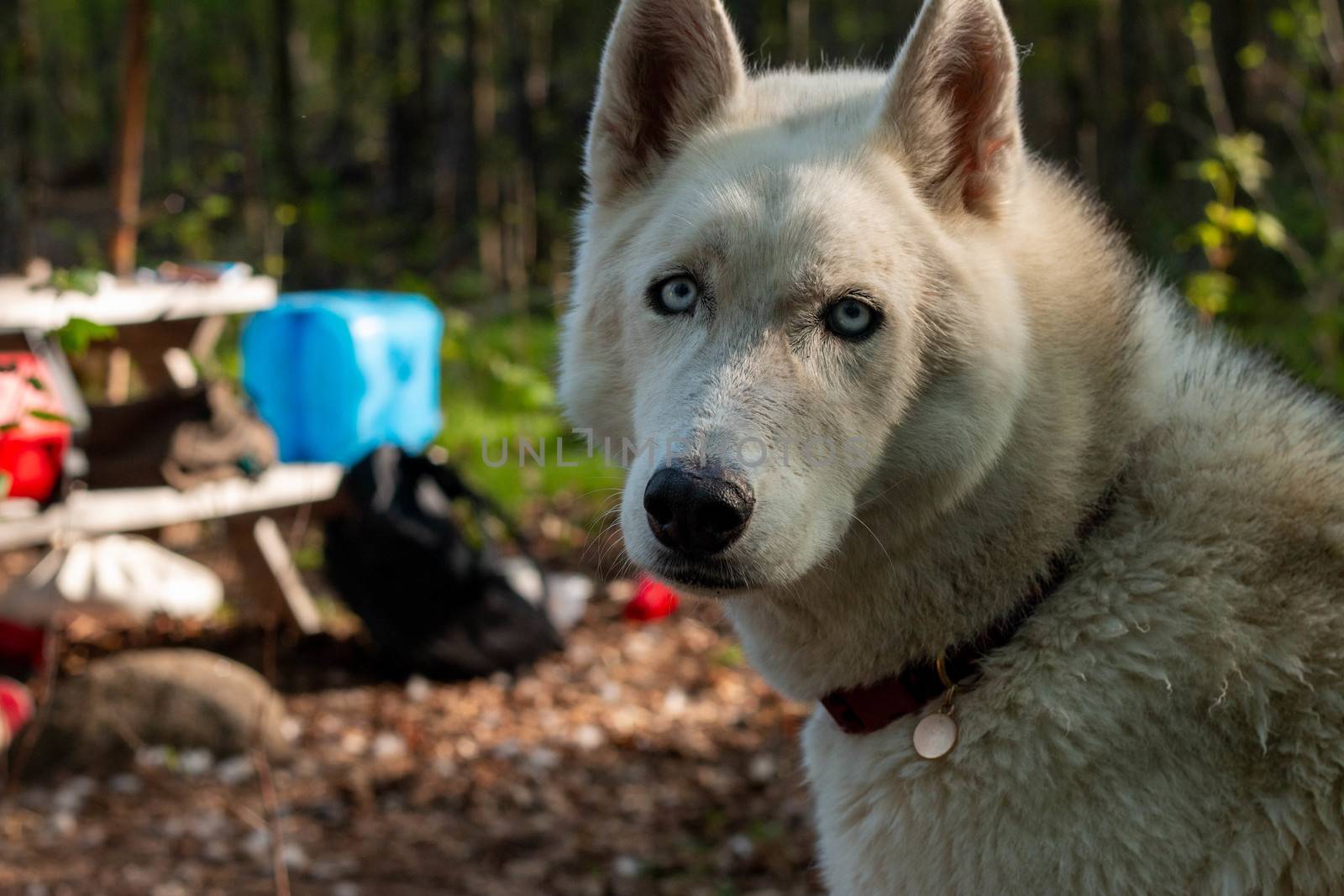 Two husky dogs stand on the background of a tent in tourist camping in the summer forest. by mynewturtle1
