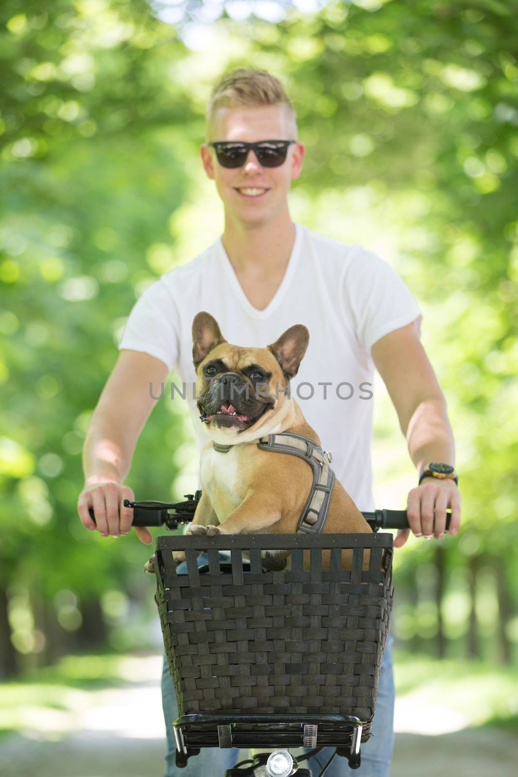 French bulldog dog enjoying riding in bicycle basket in city park.