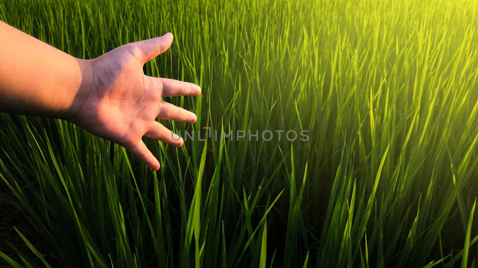 boy's hand touch nature on field with sunlight