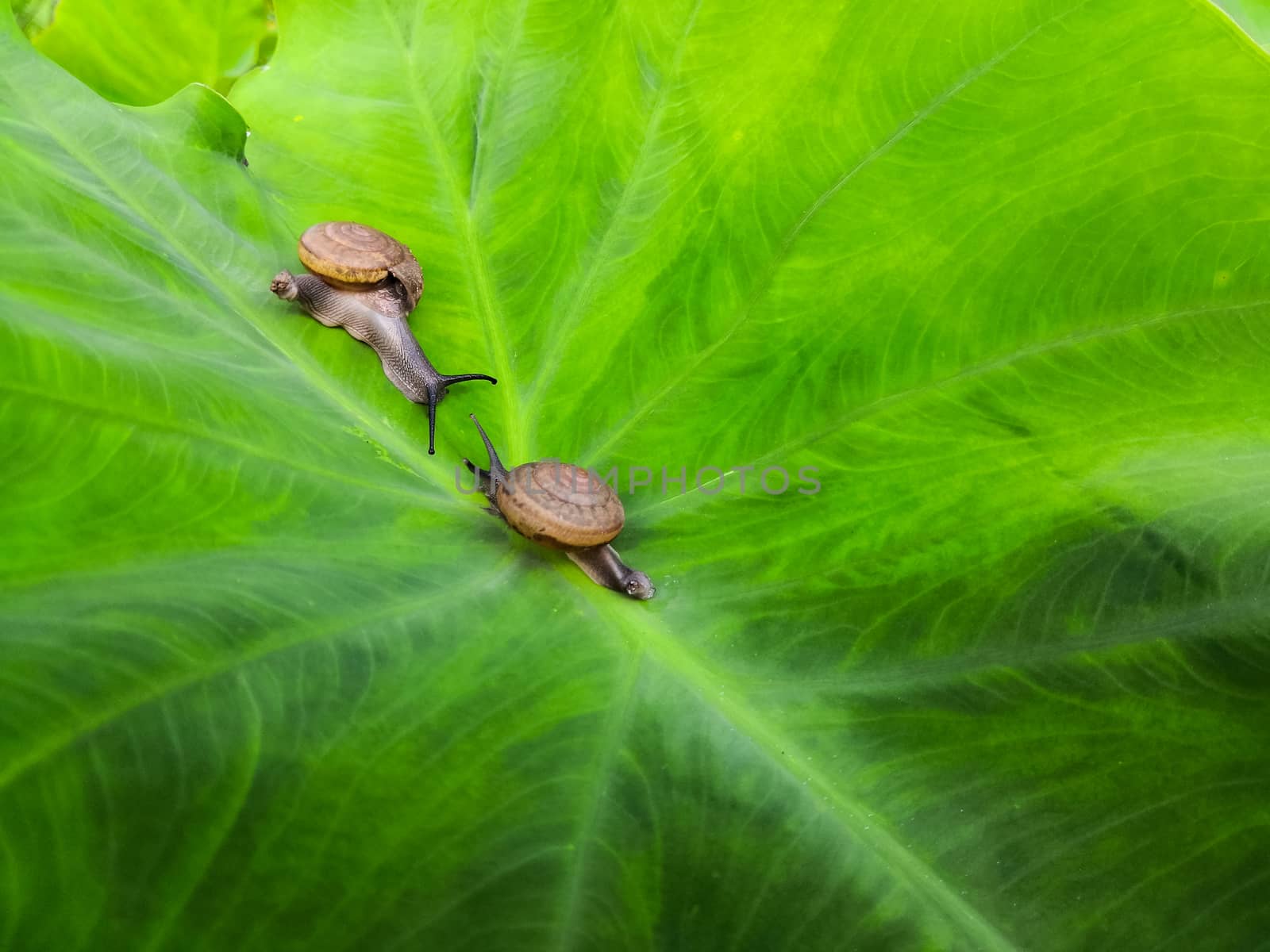 Two snail shells meet on the Bon leaves