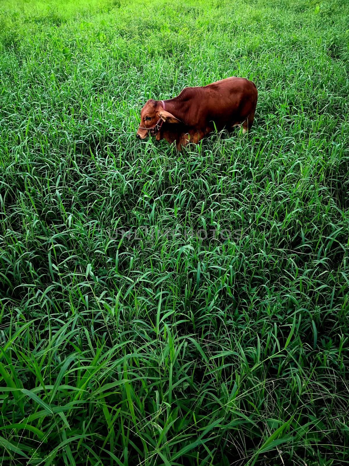 Calf that was left alone in the meadow