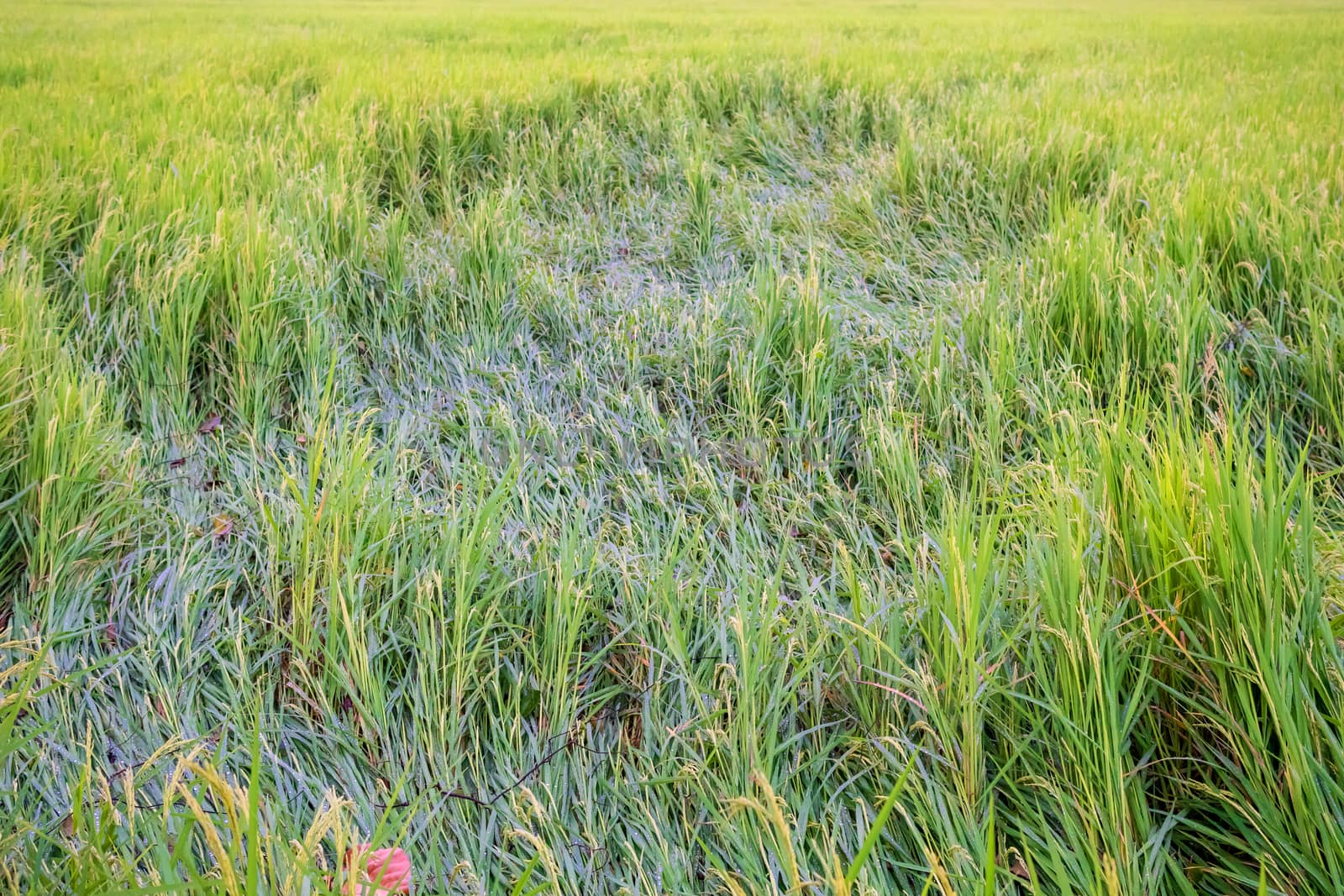 The rice stalk that has been lay down by the storm