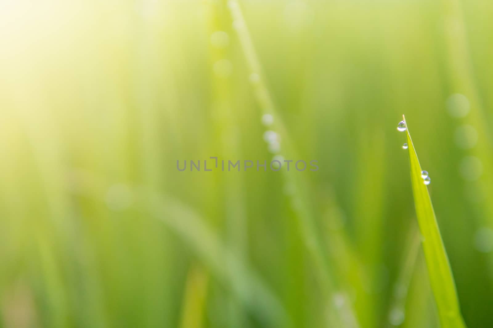 Water droplets atop the leaves of the green field