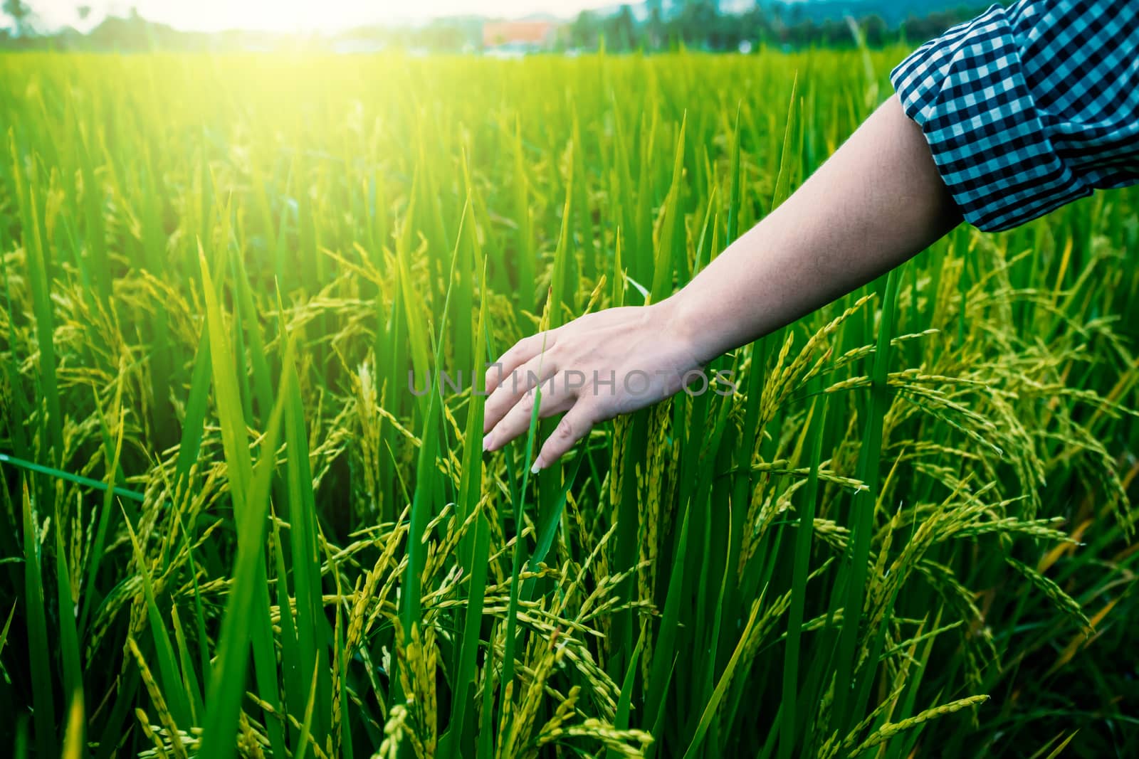 The hand of a farmer woman being fondled on top of the rice field and the sunlight