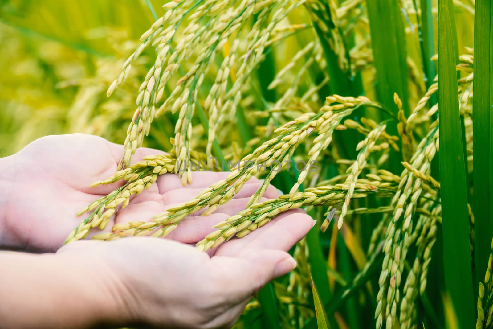 The hand of a farmer girl is supporting the rice to check the quality.