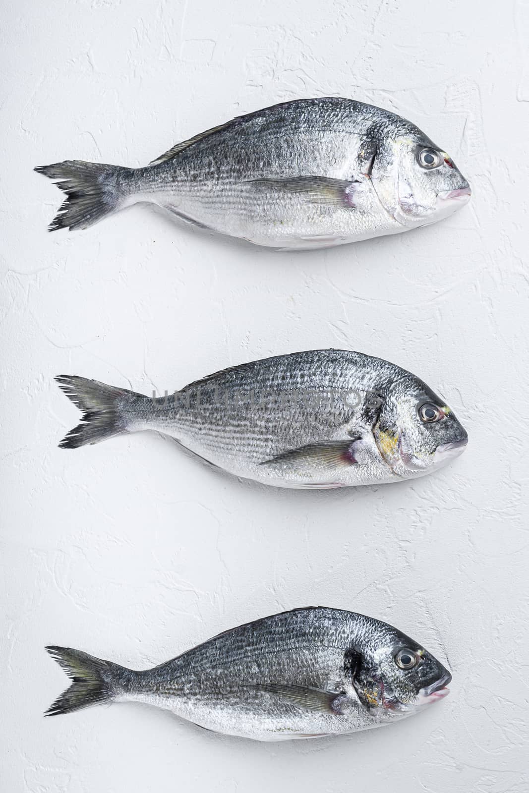 Raw three sea bream or Gilt head bream dorada fish on white background, top view