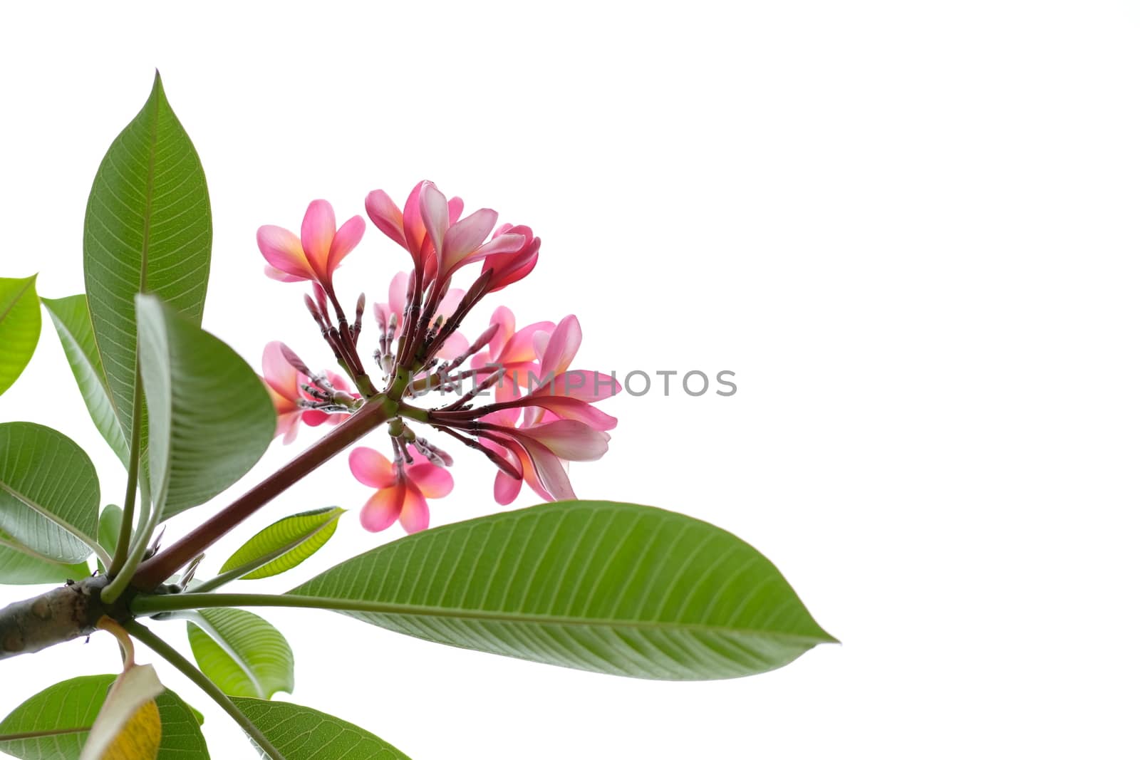 Bottom view of pink Frangipani / Plumeria flower. Image photo