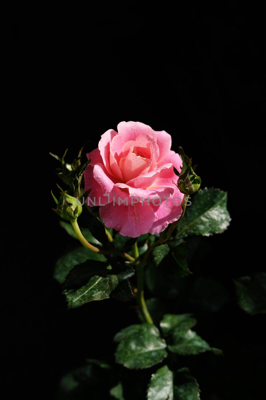 pink rose flower with stem and leaves isolated on black background. Image photo