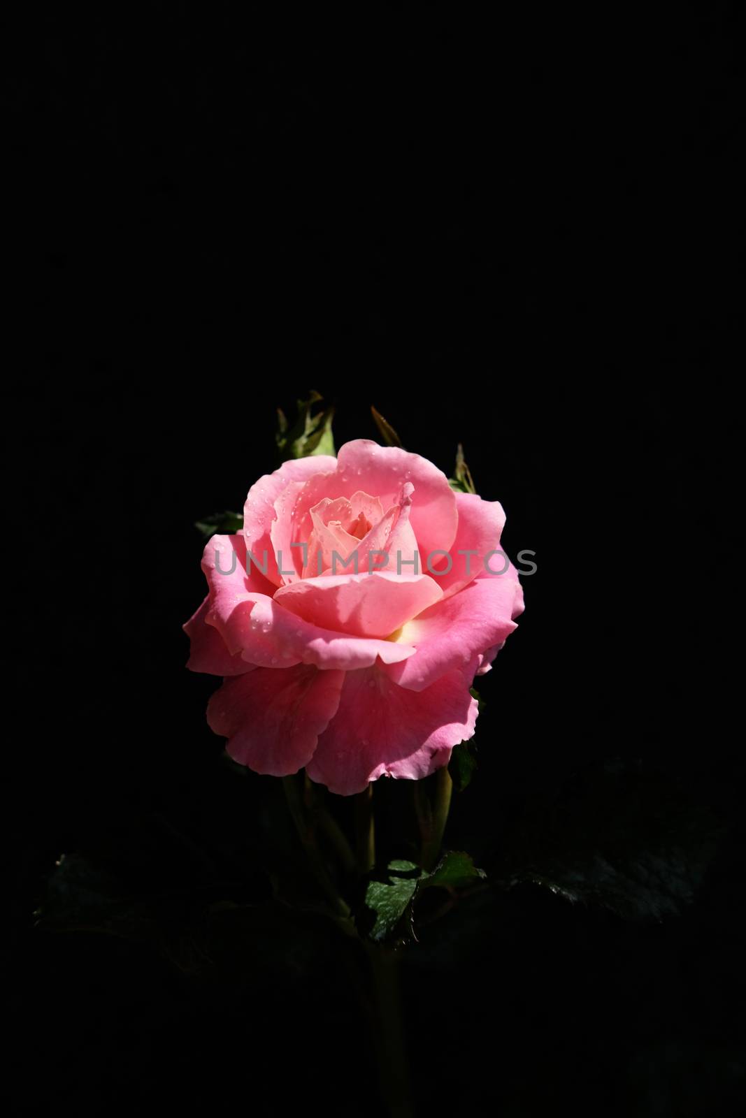 pink rose flower with stem and leaves isolated on black background. Image photo