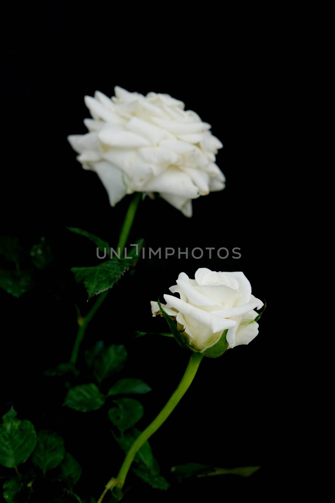 white rose flower with stem and leaves isolated on black background. Image photo