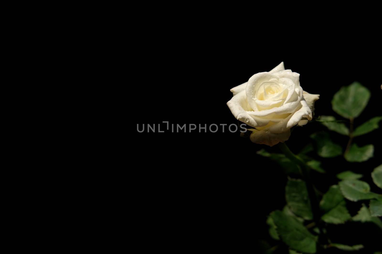 white rose flower with stem and leaves isolated on black background by Macrostud