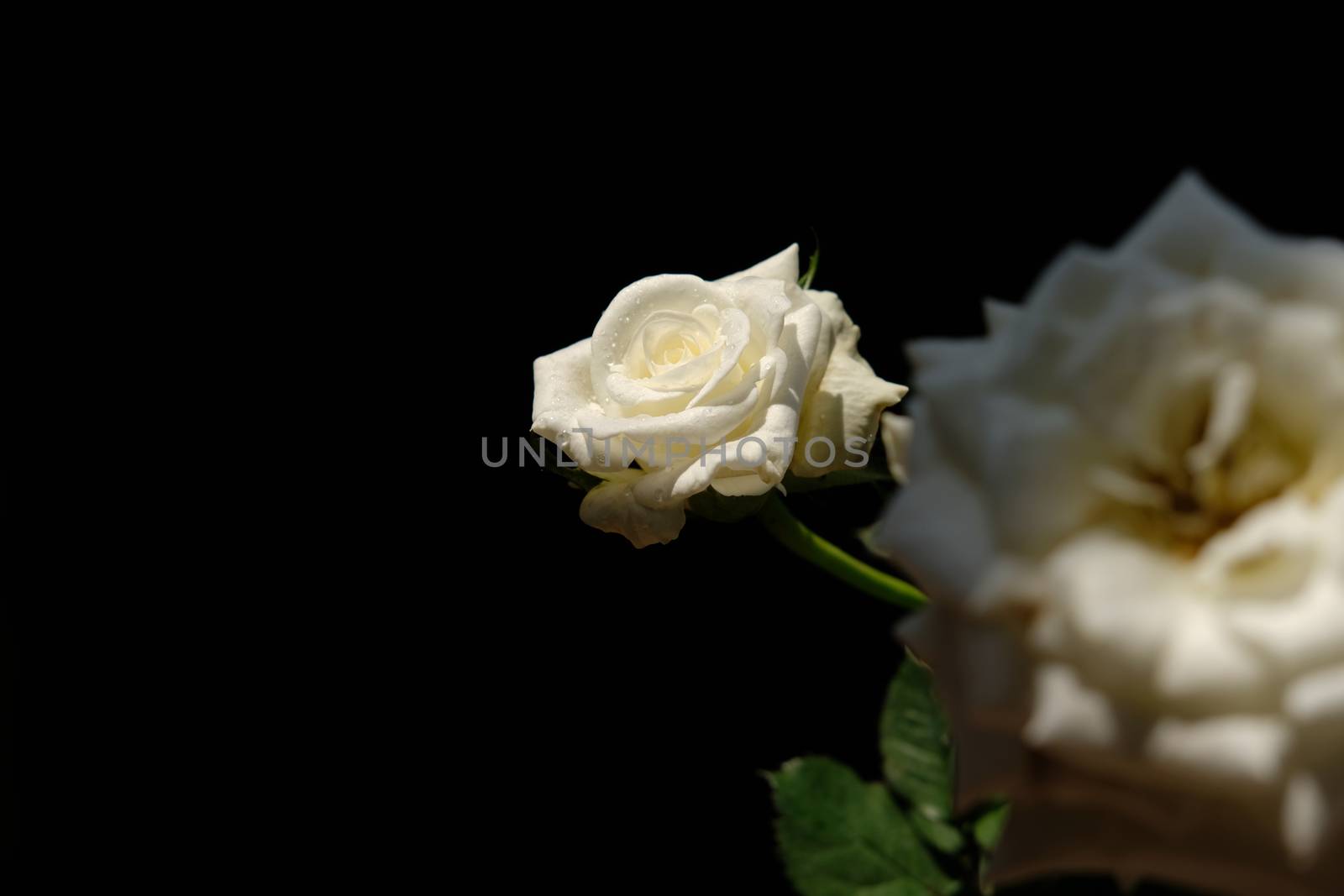 white rose flower with stem and leaves isolated on black background by Macrostud