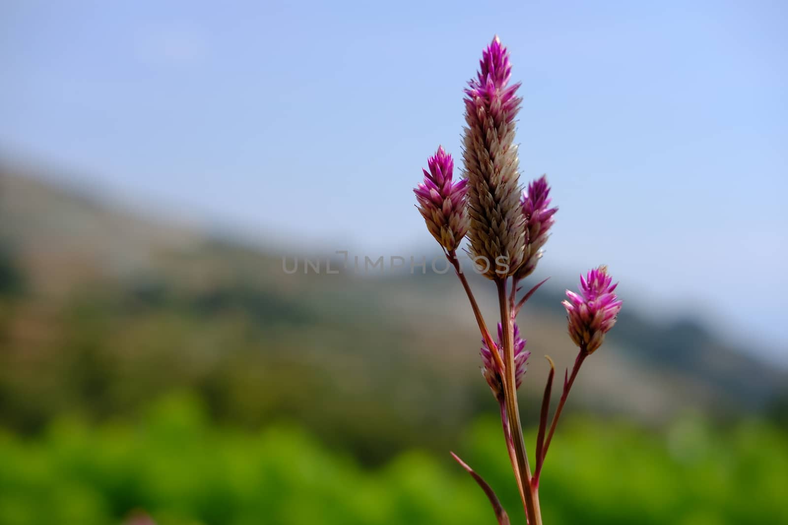 celosia argentea L. flower with dreamy background. Image photo