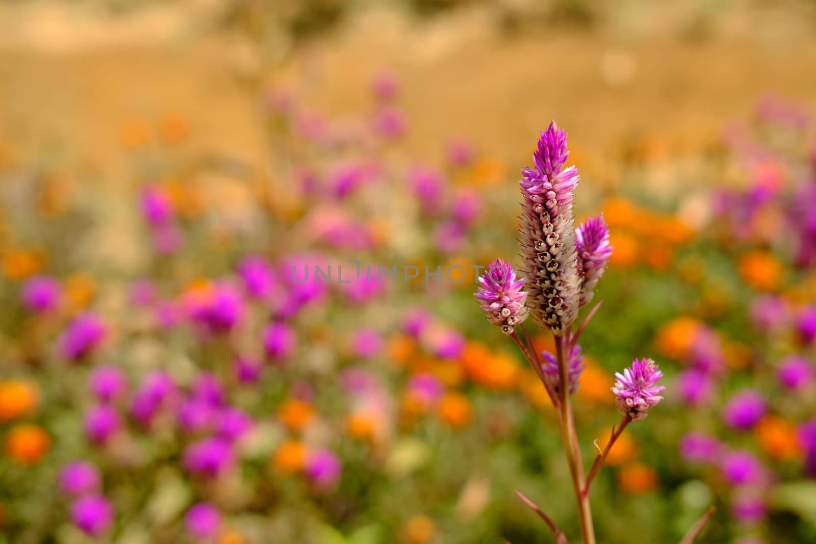 celosia argentea L. flower with dreamy background. Image photo