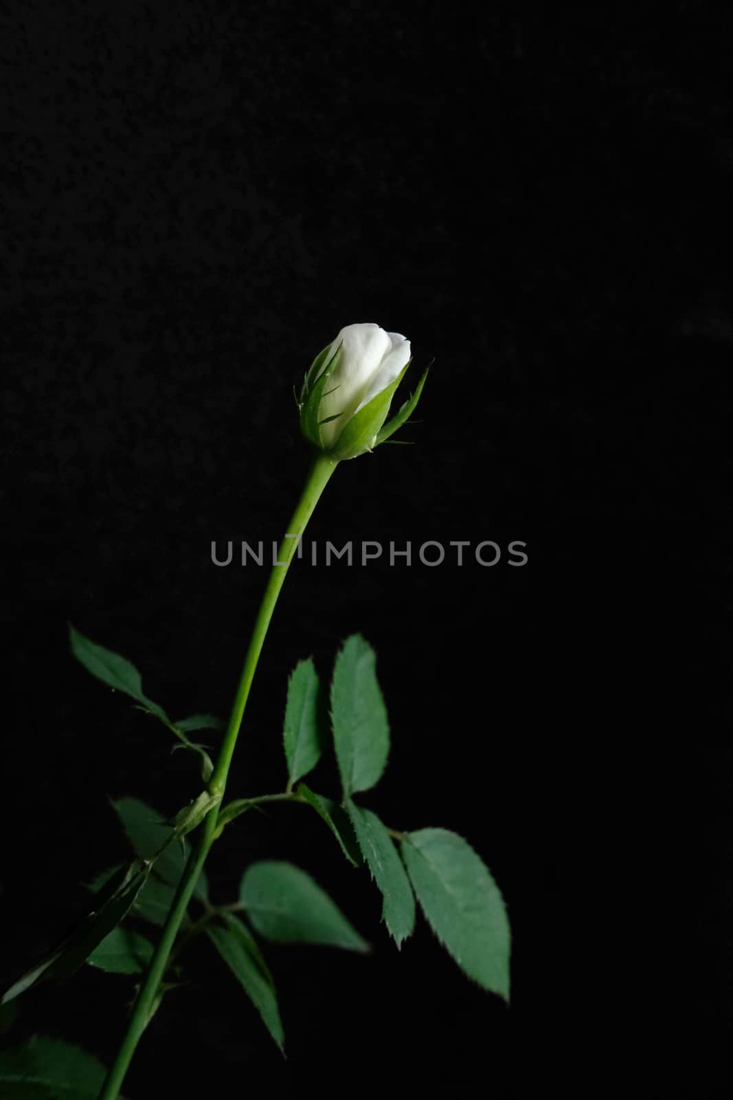 white rose bud flower with stem and leaf. Image photo