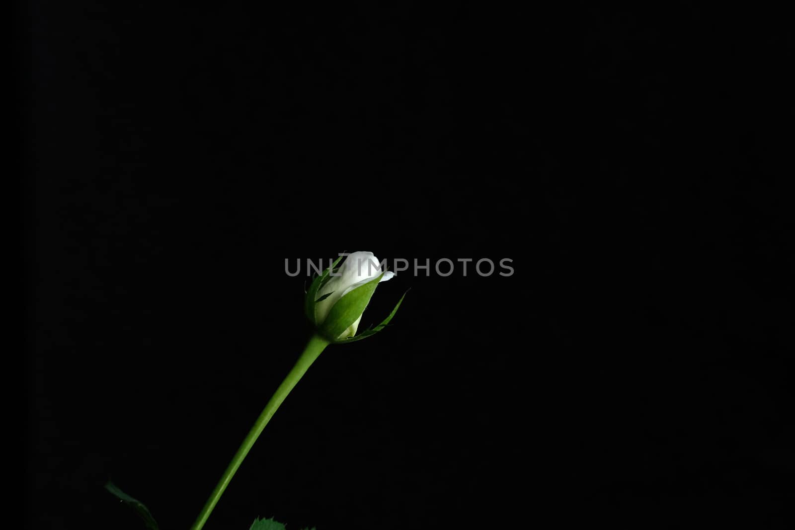 white rose bud flower with stem and leaf. Image photo