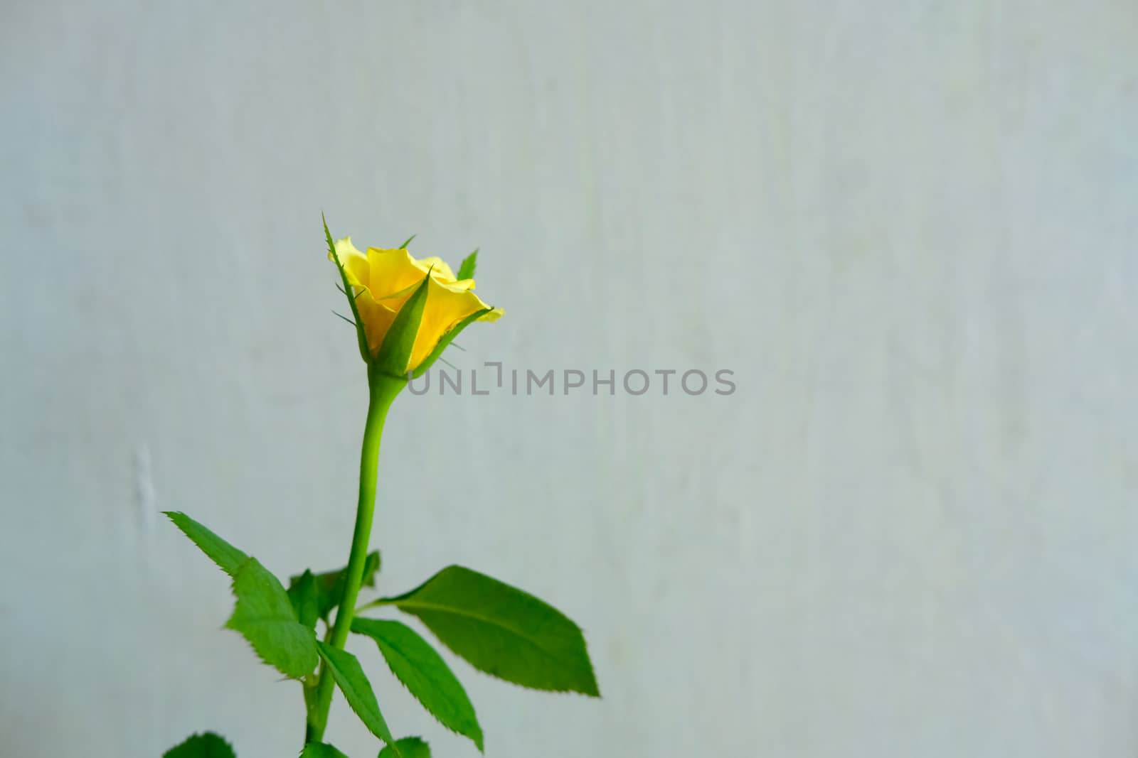 yellow rose flower ready to bloom. Image photo