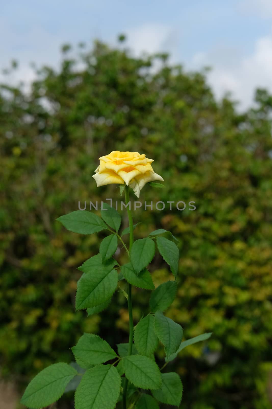 yellow rose flower with dreamy green background by Macrostud