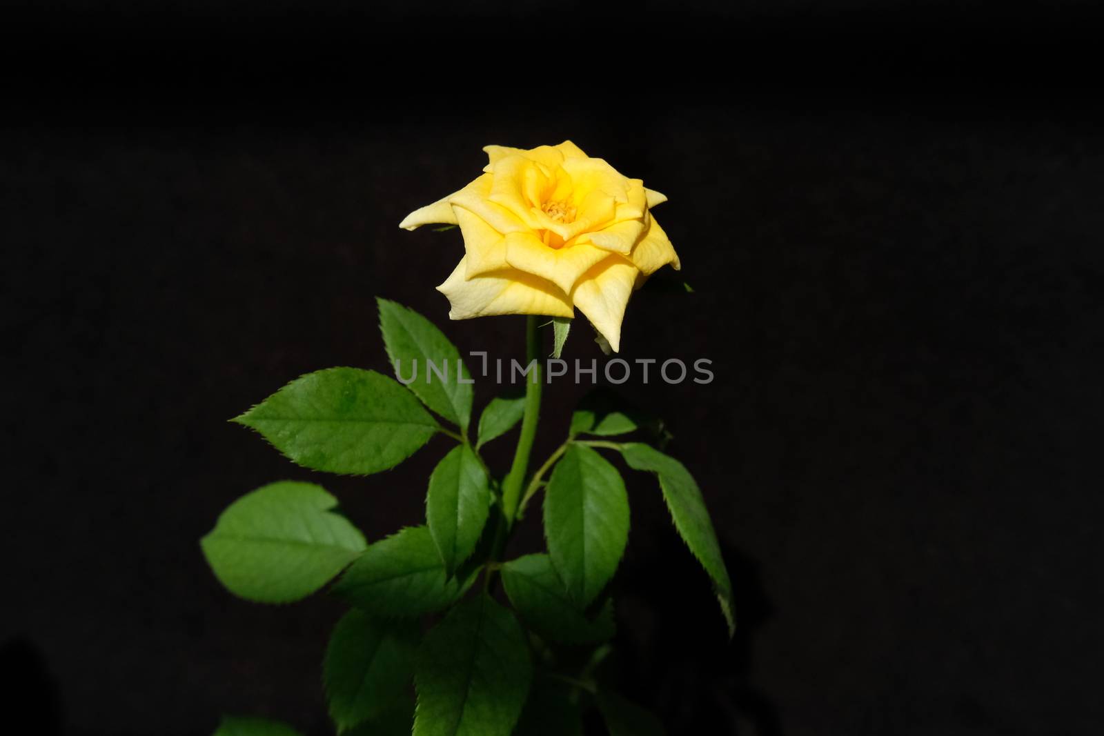 yellow rose flower with stem and leaves isolated on black background by Macrostud