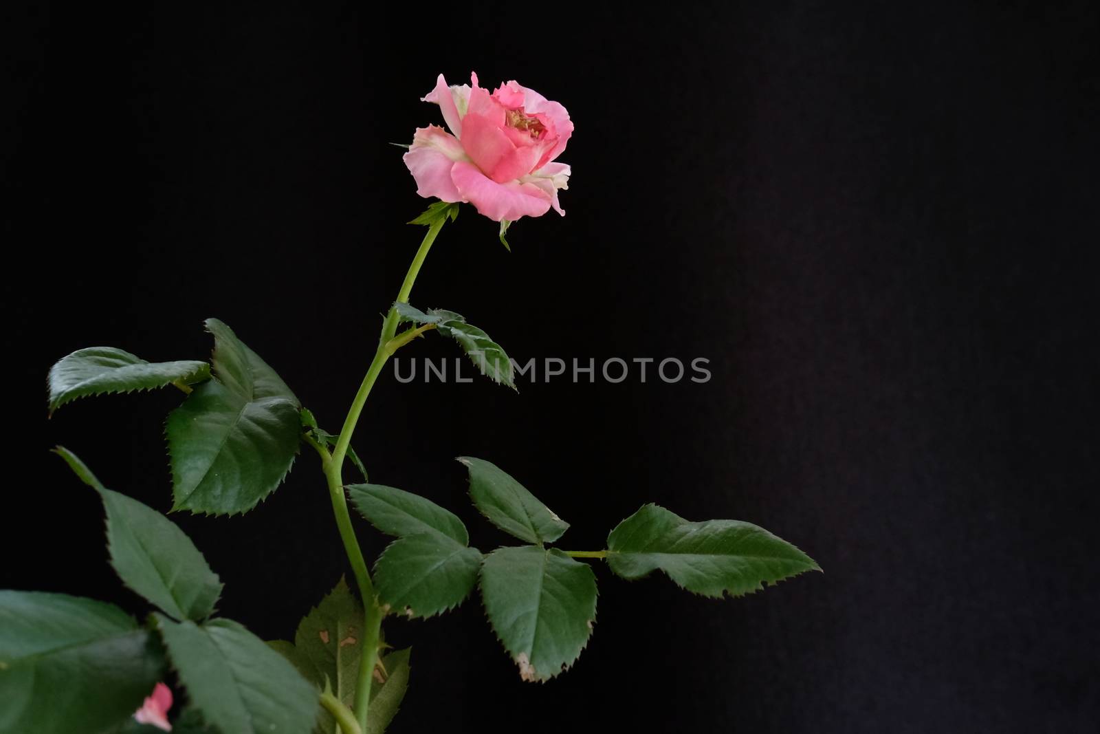 pink rose flower with stem and leaves isolated on black background by Macrostud