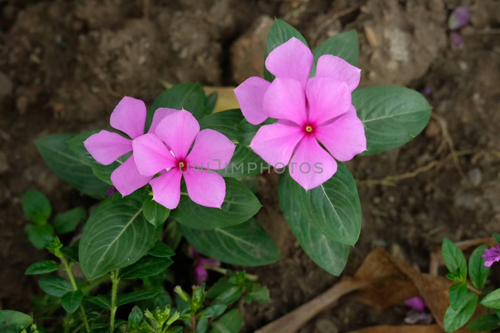 bunch of pink catharanthus roseus flower - cape periwinkle by Macrostud