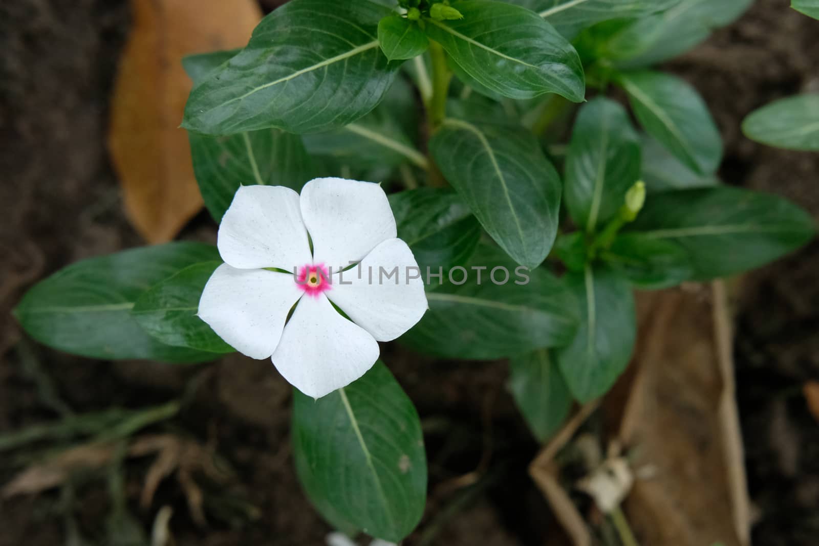 single white catharanthus roseus flower - cape periwinkle. Image photo