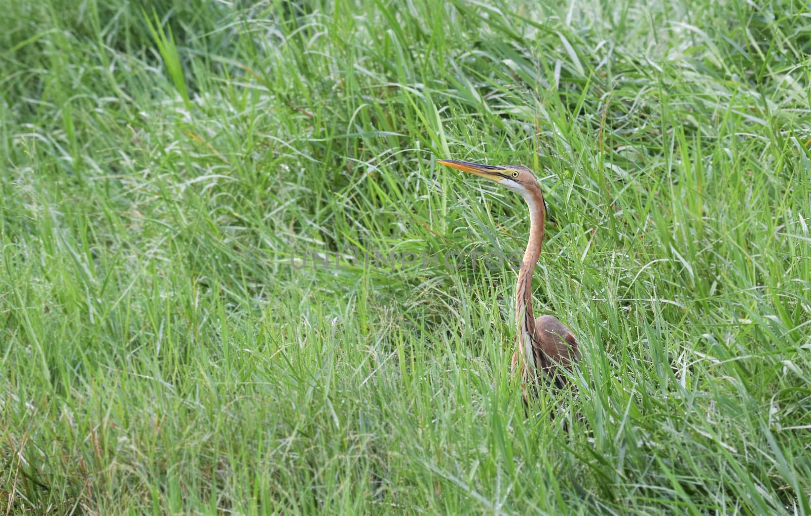 The purple heron is a wide-ranging species of wading bird in the heron family, Ardeidae. It breeds in Africa, central and southern Europe, and southern and eastern Asia.