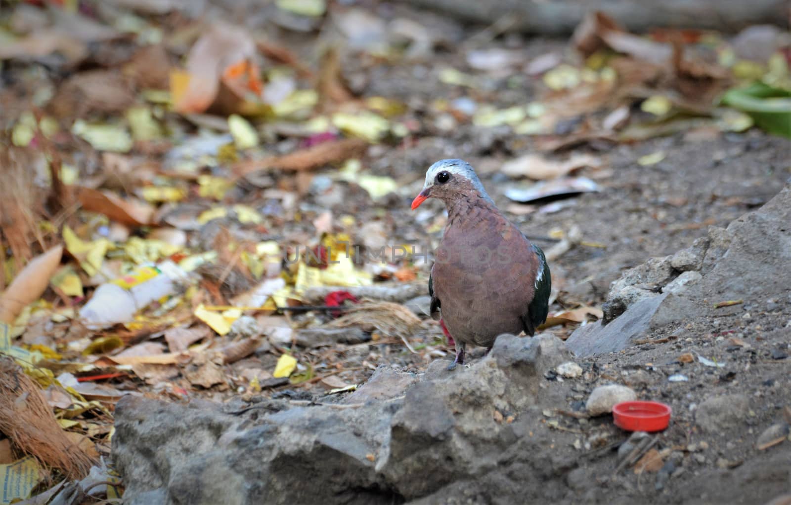 Asian emerald dove forging on colossal waste of temple wastage by rkbalaji