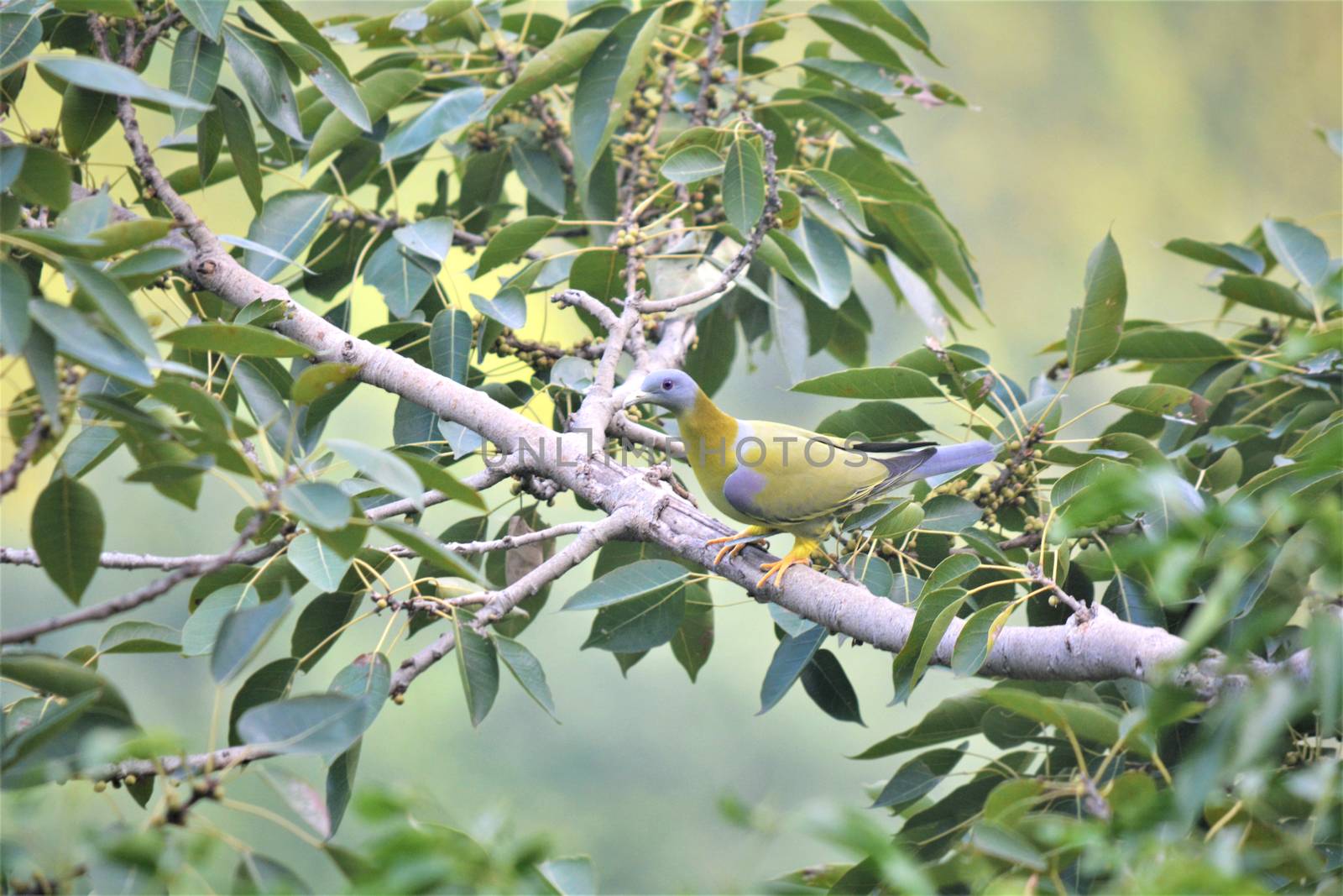 Yellow-footed green pigeon perched in a tree by rkbalaji