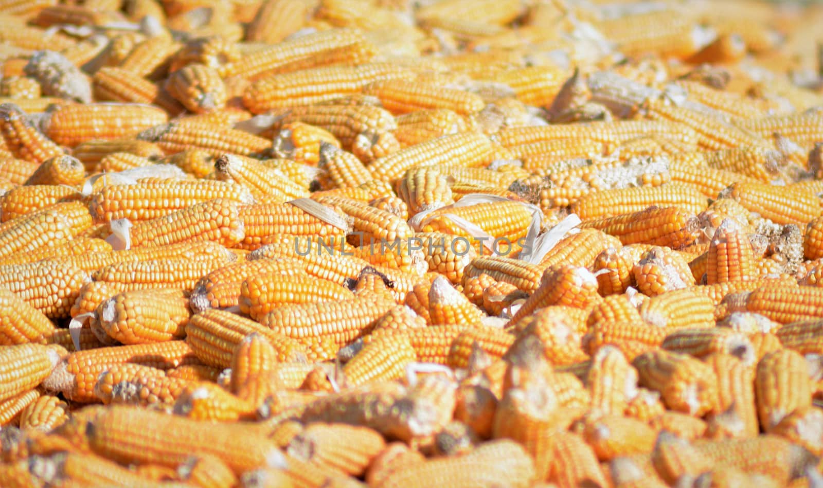 Bulk of husked raw corn cobs by rkbalaji