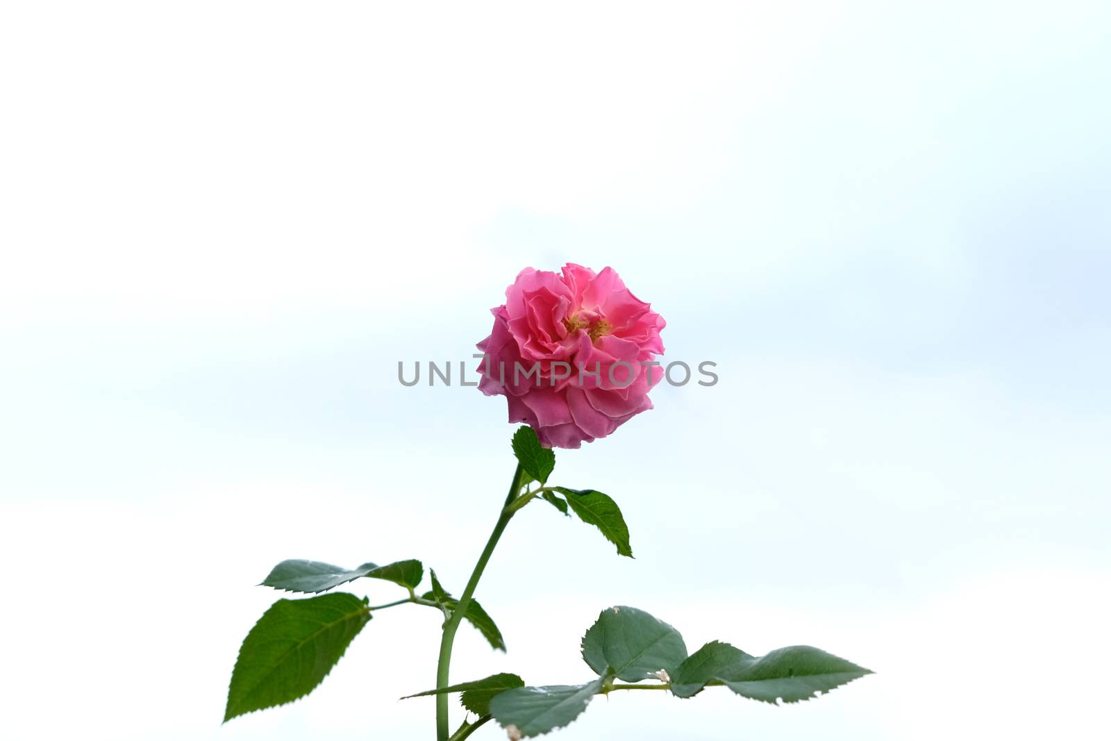 Pink rose flower low angle shoot with sky background. Image photo