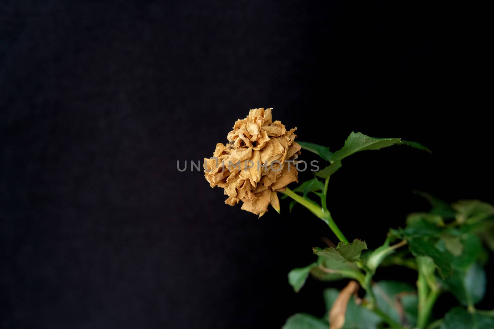 dried petal, brown rose flower on black background by Macrostud